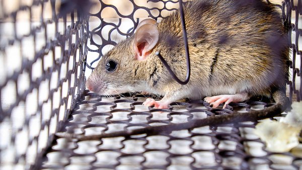 Dératisation urgente : protéger votre entreprise informatique des dangers !